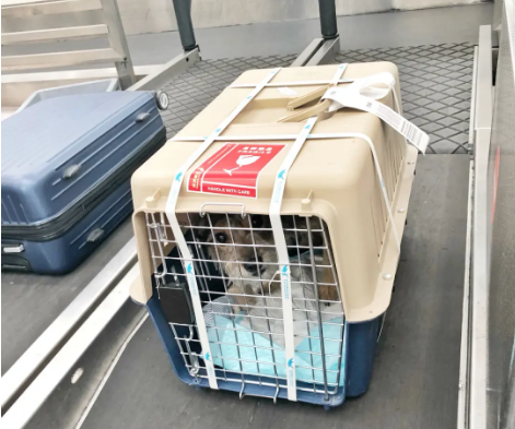 普洱宠物托运 宠物托运公司 机场宠物托运 宠物空运